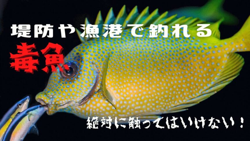 堤防や漁港で釣れる危険な毒のある魚 絶対に触ったり食べたりしてはいけない ライトゲーム入門